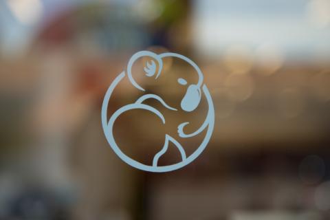 Code Koalas logo on reflected glass